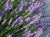 Fiori lavanda secchi