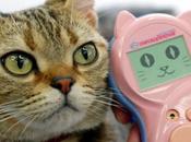 traduttore meow capire vostro gatto