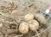 Quando piantare patate