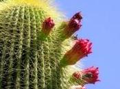 Piante cactus