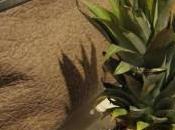 Nasce Piñatex, l’”ecopelle”dalle foglie dell’ananas!