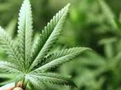 Cannabis terapeutica umbria: bene notizia giunta regionale insediera’ breve comitato tecnico-scientifico