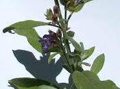 Salvia