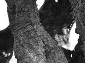 Olocausto salentino