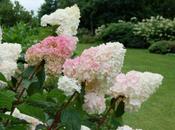 Come potare Hydrangea paniculata
