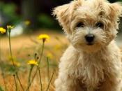 Cani Gatti: rimedi naturali Reumatismi