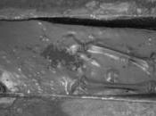 Riemergono sepolture dell'antica Thermae Himerae