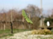 vola, vola... Tutorial Farlocco anche Foto della Domenica Marzo/2)