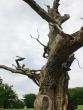 Somalia: terrorismo foreste gratella