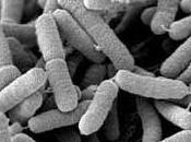 Xylella, nemico inesistente
