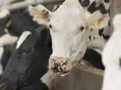 Mercato nero farmaci illeciti destinati bovini produrre latte. Maxi blitz Nord Italia