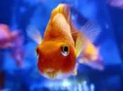 AcquarioApp Android tutta italiana appassionati acquariofilia