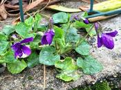 fiore mese: ritornano violette