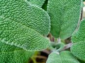 Sciroppo Salvia come corroborante