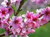 primavera
