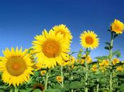 Giallo vitaminico