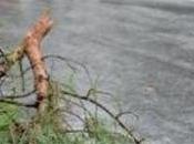 Video. Tromba d’aria napoletano sradica albero solleva tetto casa