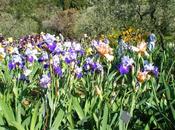 primavera, giardino dell'iris firenze tappa perdersi