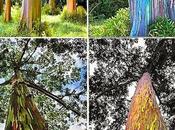 Spettacolare albero multicolor Eucalyptus deglupta