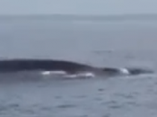 Video. Ischia, spettacolo della natura: balene sguazzano mare