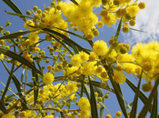 Auguri tutte Donne...