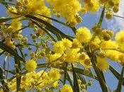 Mimose, come perché