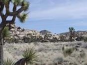 Joshua Tree National Park