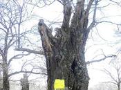 Alberi monumentali, castagno Canepina (VT)