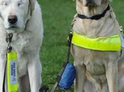Miracoli animalosi: edward, cane guida diventato cieco,