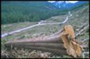 Alaska: quando logger indigeno