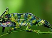 Sembra camaleonte comune, aspettate inizi muoversi… (Video)