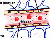 Sclerosi Multipla disfunzione delle cellule endoteliali