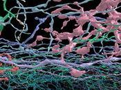 Neuron Safari: andiamo alla scoperta cervello