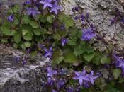 pianta facile Campanula muralis