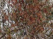 profilo della Voce dell'Ulivo