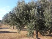Osservazioni olivi agro Lecce aprile 2015