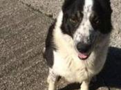 Incredibile, vero: cane guida trattore, sfonda recinto finisce autostrada