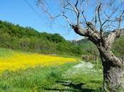 Selva Gallignà