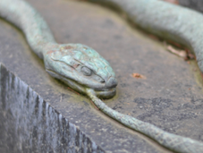 Cimitero Centrale Vienna: guida tascabile simbolismo cimiteriale