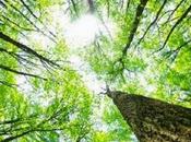 templates WordPress blog dedicati alla Natura parte).