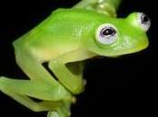 Kermit: Mappets Show alla Costa Rica