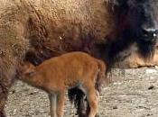 Fiocco rosa città della domenica, nata femmina bisonte americano