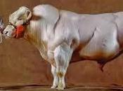 Sicurezza della carne pollo, manzo vitello Ormoni antibiotici beta agonisti