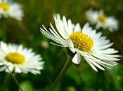 Rassodare seno, mantenere gambe forma Pratoline ovvero Margheritine campo