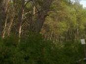 Biomimicry