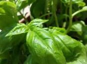 Insalata finocchi, mela verde sgombro salsa basilico