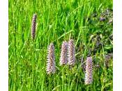 Bistorta, naturale antinfiammatorio aiuta microcircolo