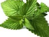 Salsa alla menta