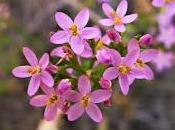 fiore Bach benevolenza, Centaury