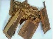 Lapacho, antimicrobico naturale, alleato delle difese immunitarie